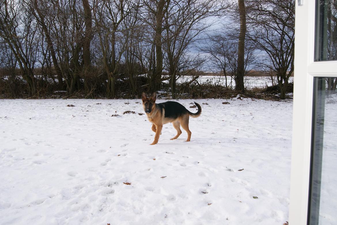 Schæferhund Eya billede 5