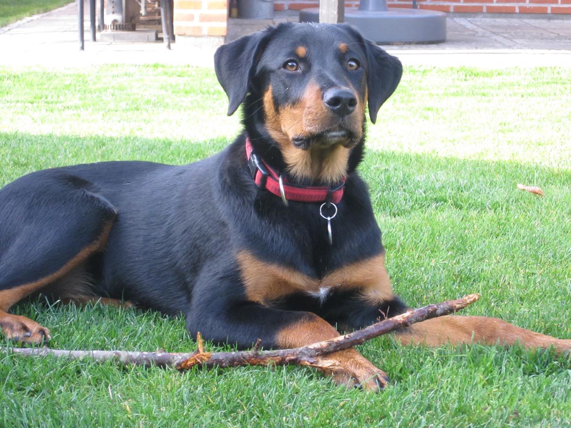 Blanding af racer Ashia billede 2