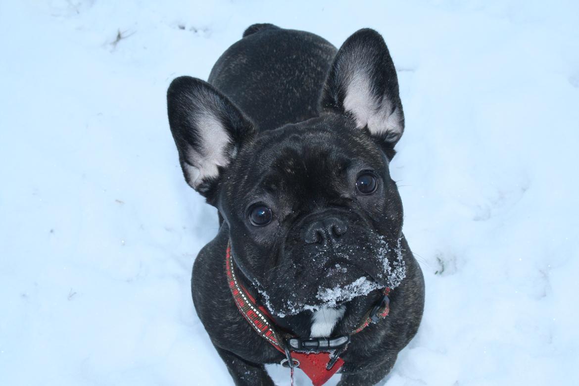 Fransk bulldog Frida - 8 måneder billede 10
