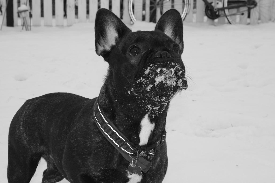 Fransk bulldog Frida - 8 måneder billede 2