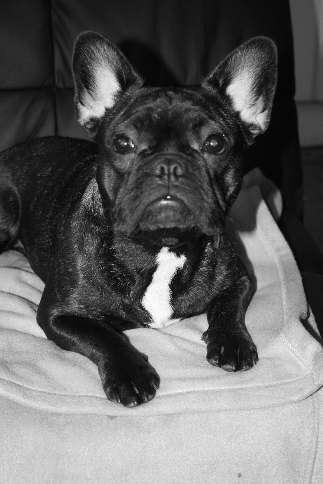 Fransk bulldog Frida billede 11