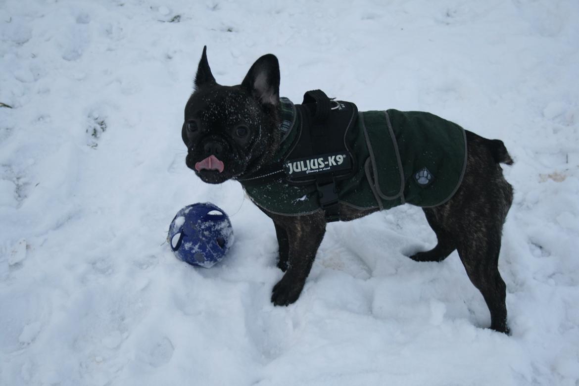 Fransk bulldog Frida - 8 måneder billede 12