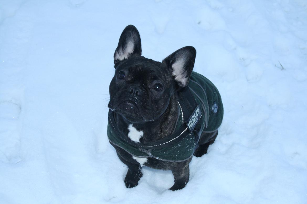 Fransk bulldog Frida - 8 måneder billede 13