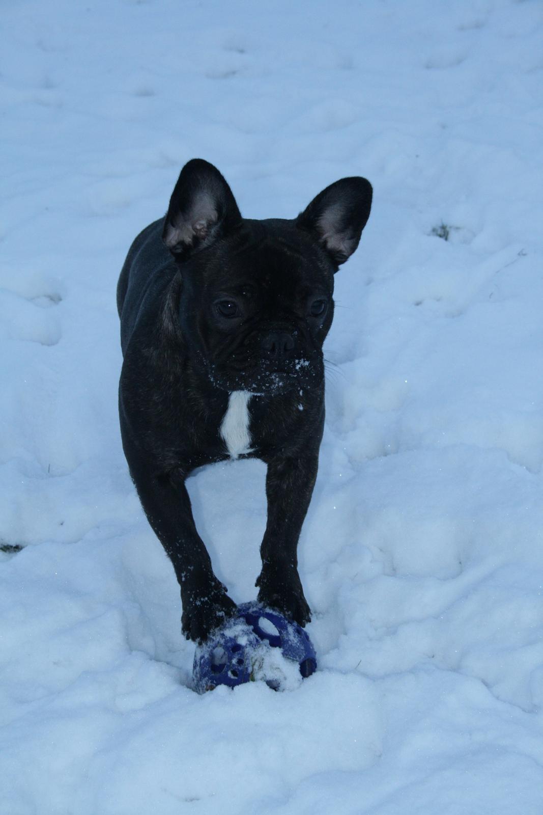 Fransk bulldog Frida - 8 måneder billede 14