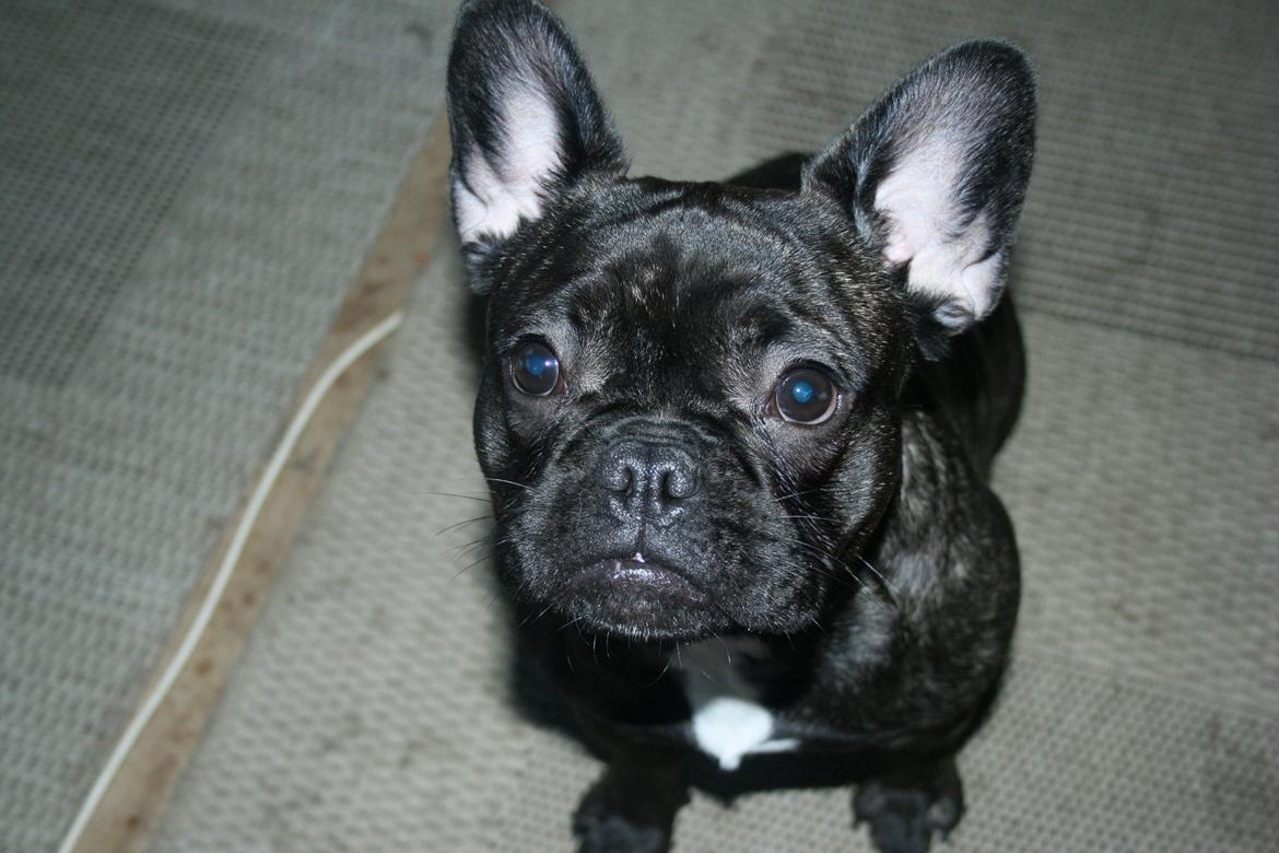 Fransk bulldog Frida billede 15