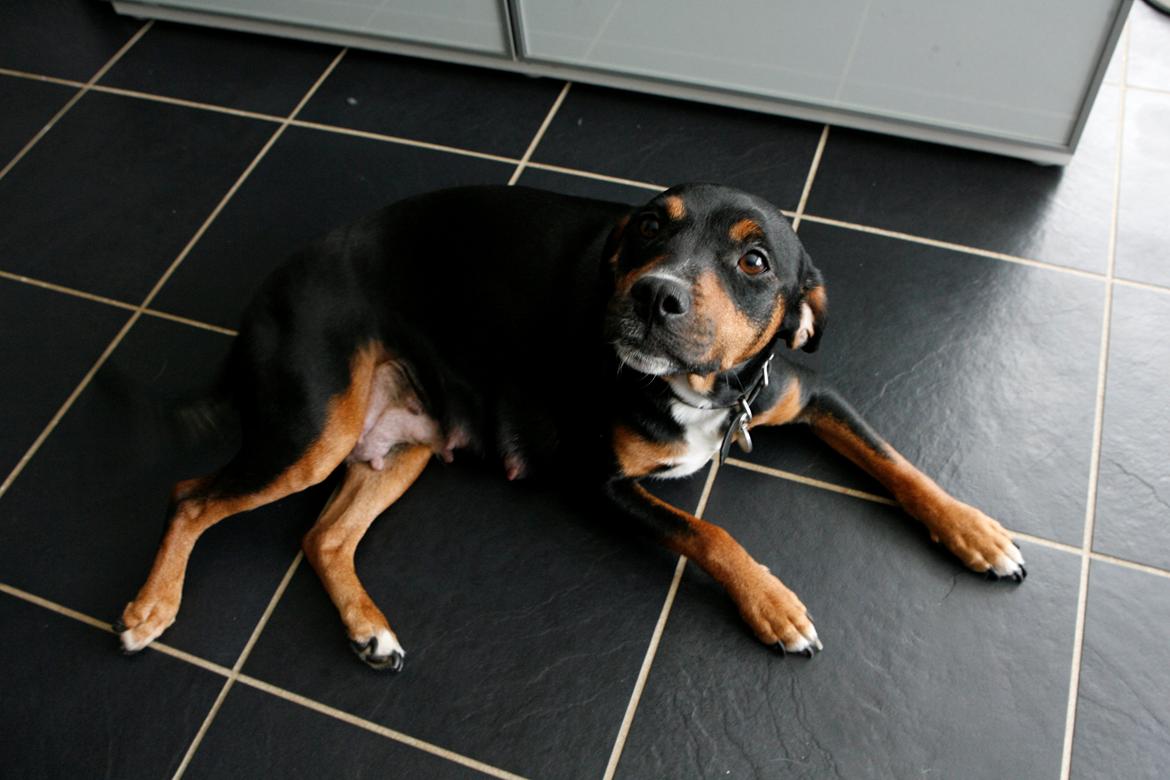 Blanding af racer Bella billede 9