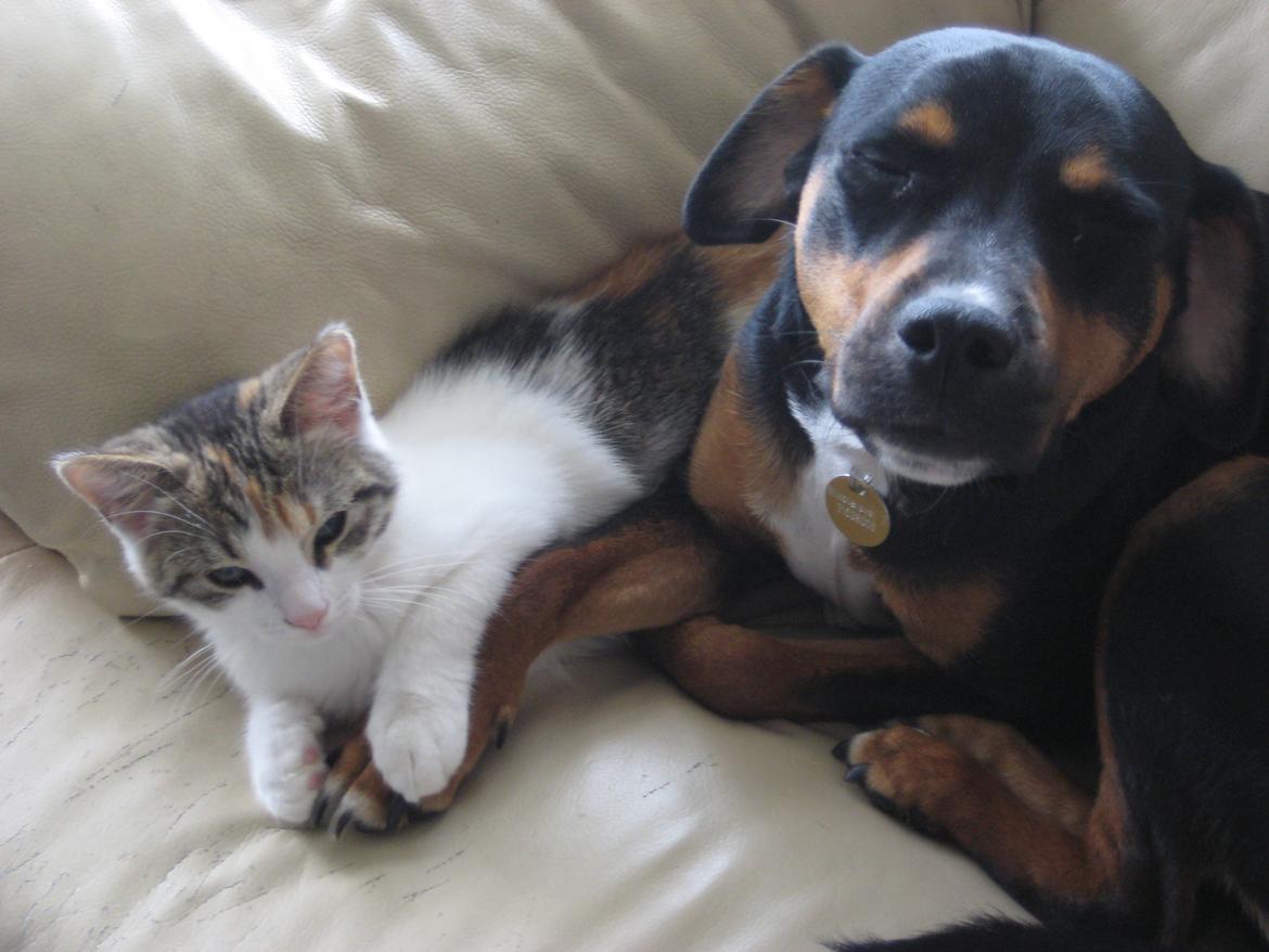 Blanding af racer Bella - Bella og lillemis. billede 4