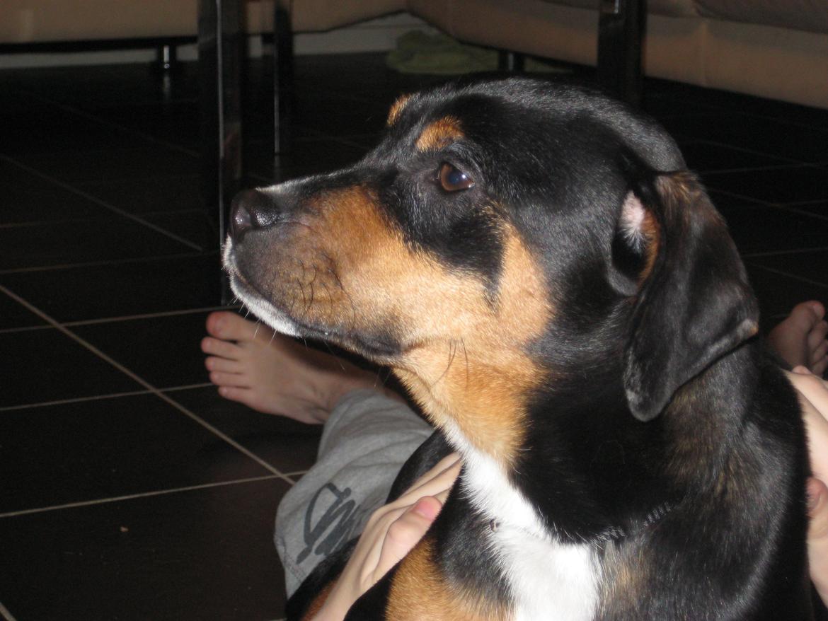 Blanding af racer Bella - Bella billede 1