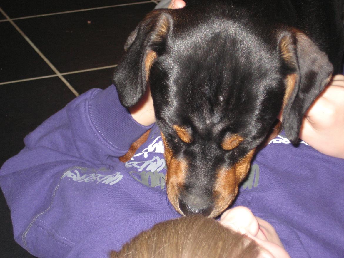 Blanding af racer Bella - Bella ligger ovenpå Johan og snuser ham i hovedet. billede 2