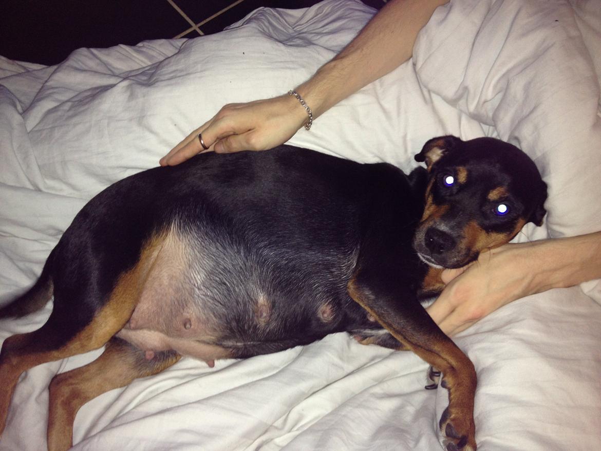 Blanding af racer Bella - Tykke Bella et par dage for fødslen den 17. januar 2013 billede 7