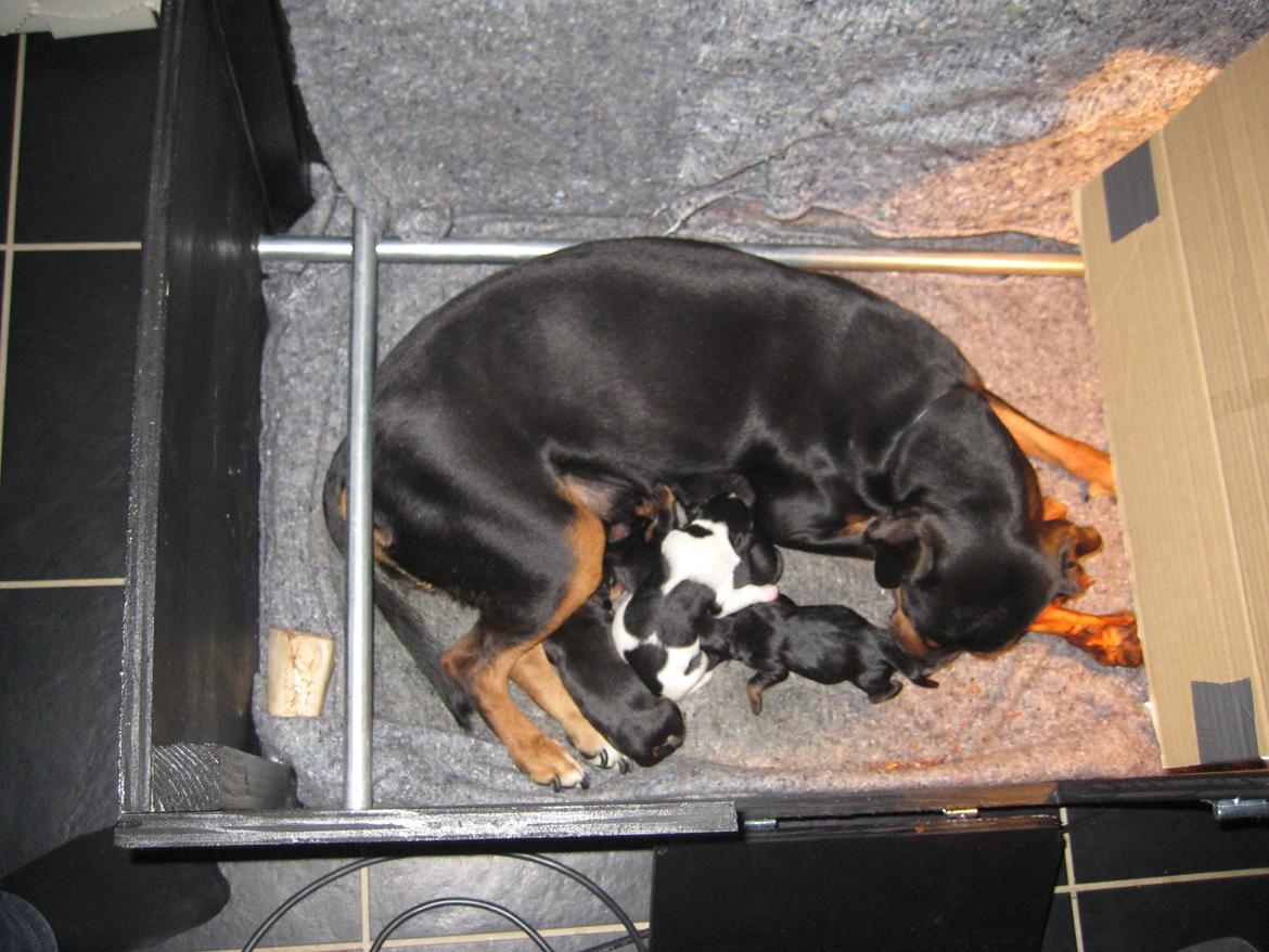 Blanding af racer Bella - Bella med hendes underskønne unger der kom 6 stk. 4 drenge og 2 piger. billede 8