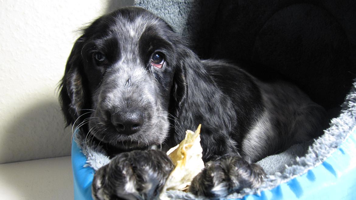 Cocker spaniel Figo billede 2