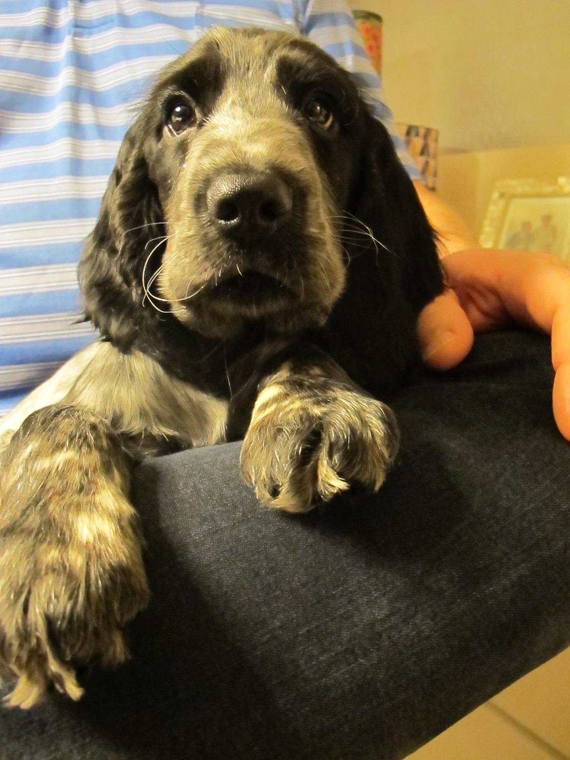 Cocker spaniel Figo billede 1