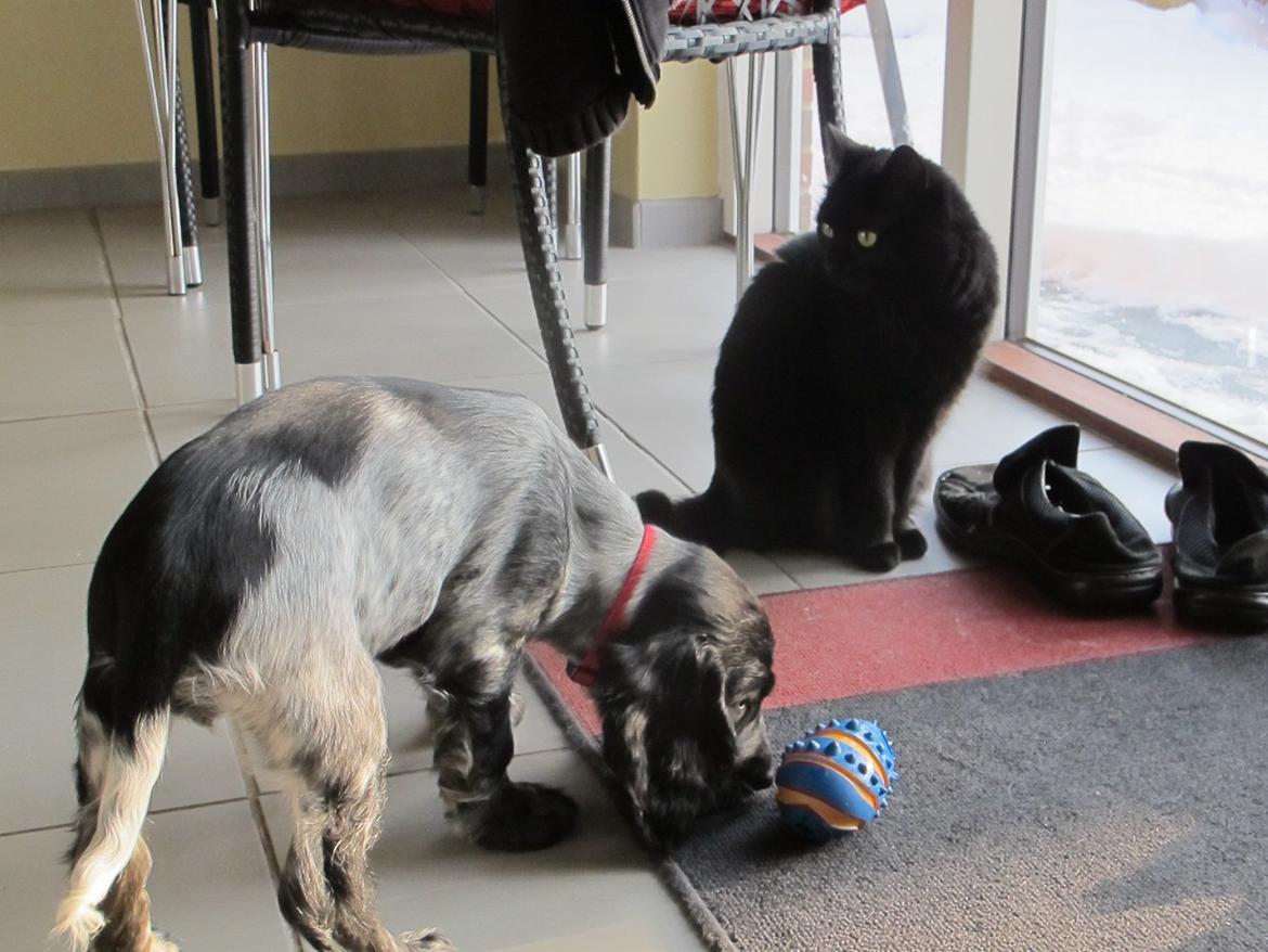 Cocker spaniel Figo billede 3