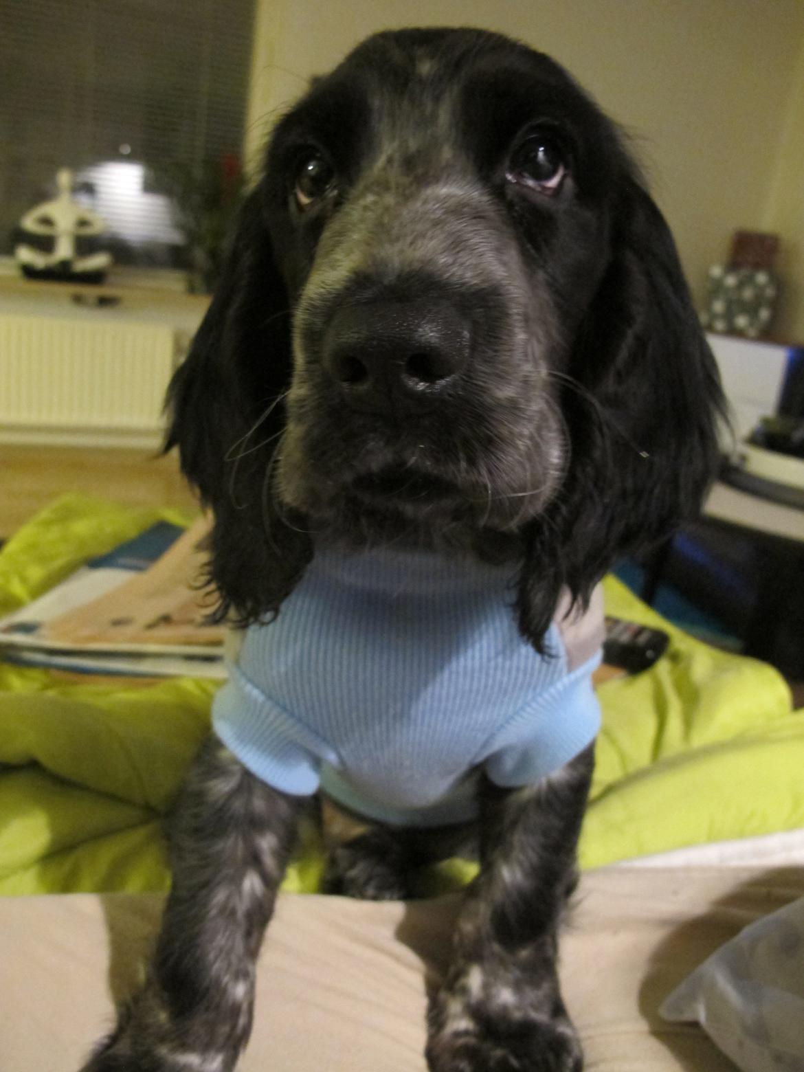 Cocker spaniel Figo billede 4