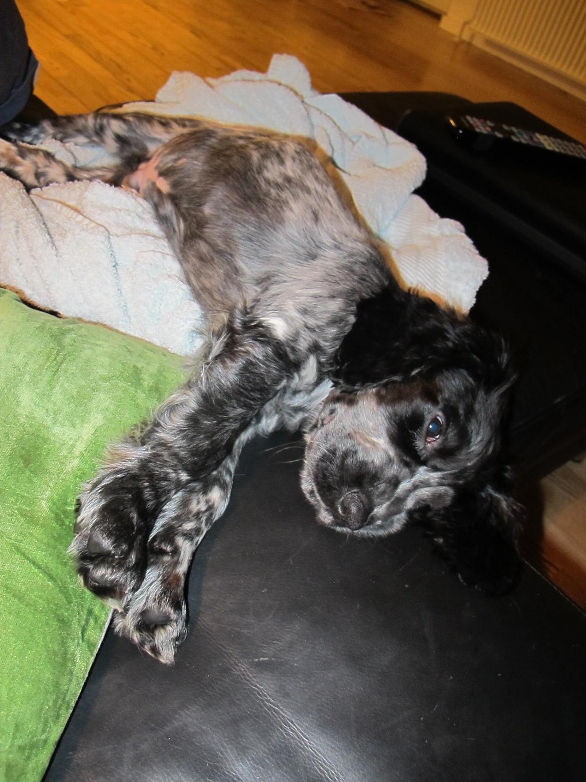 Cocker spaniel Figo billede 5