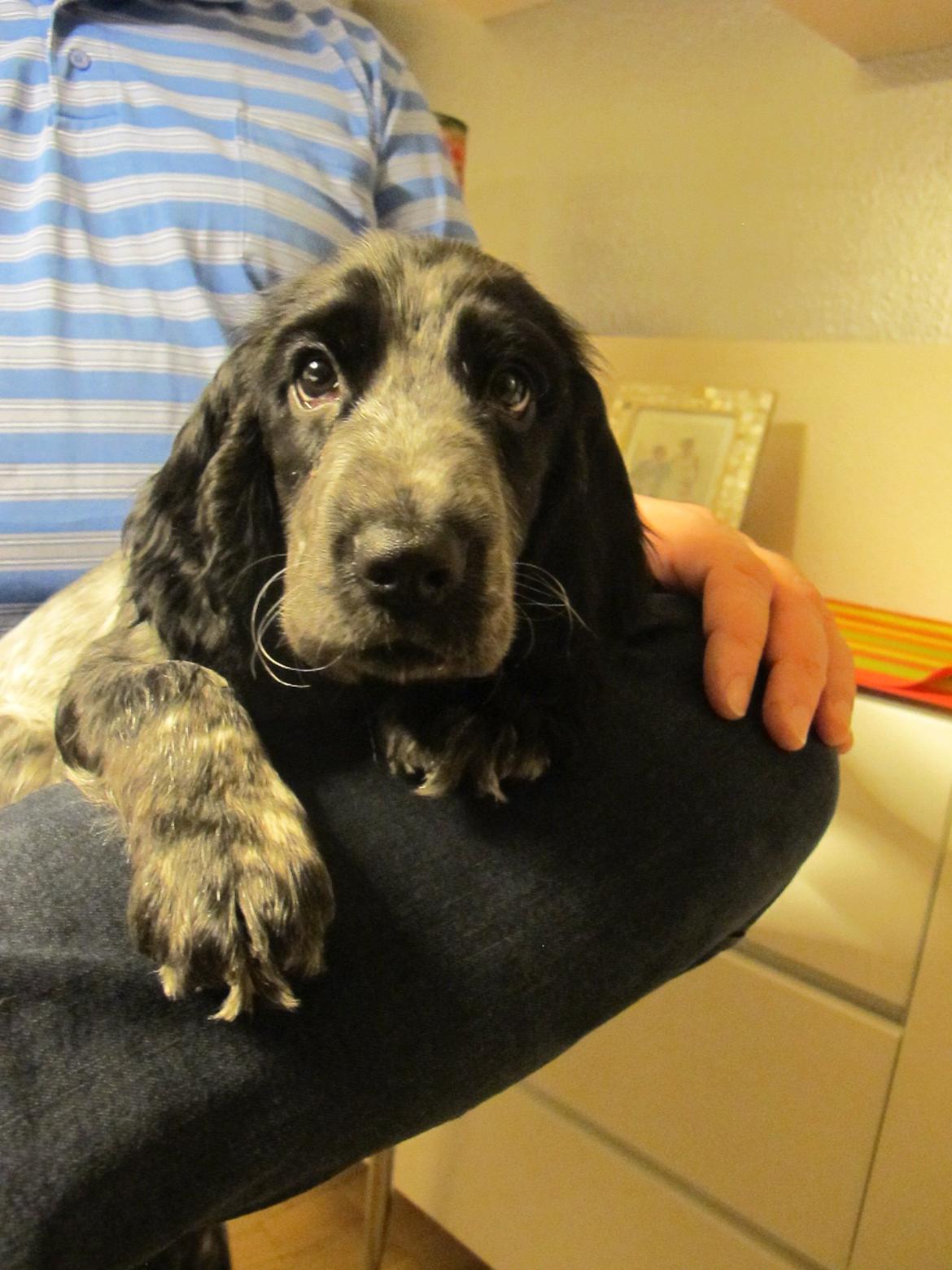 Cocker spaniel Figo billede 6