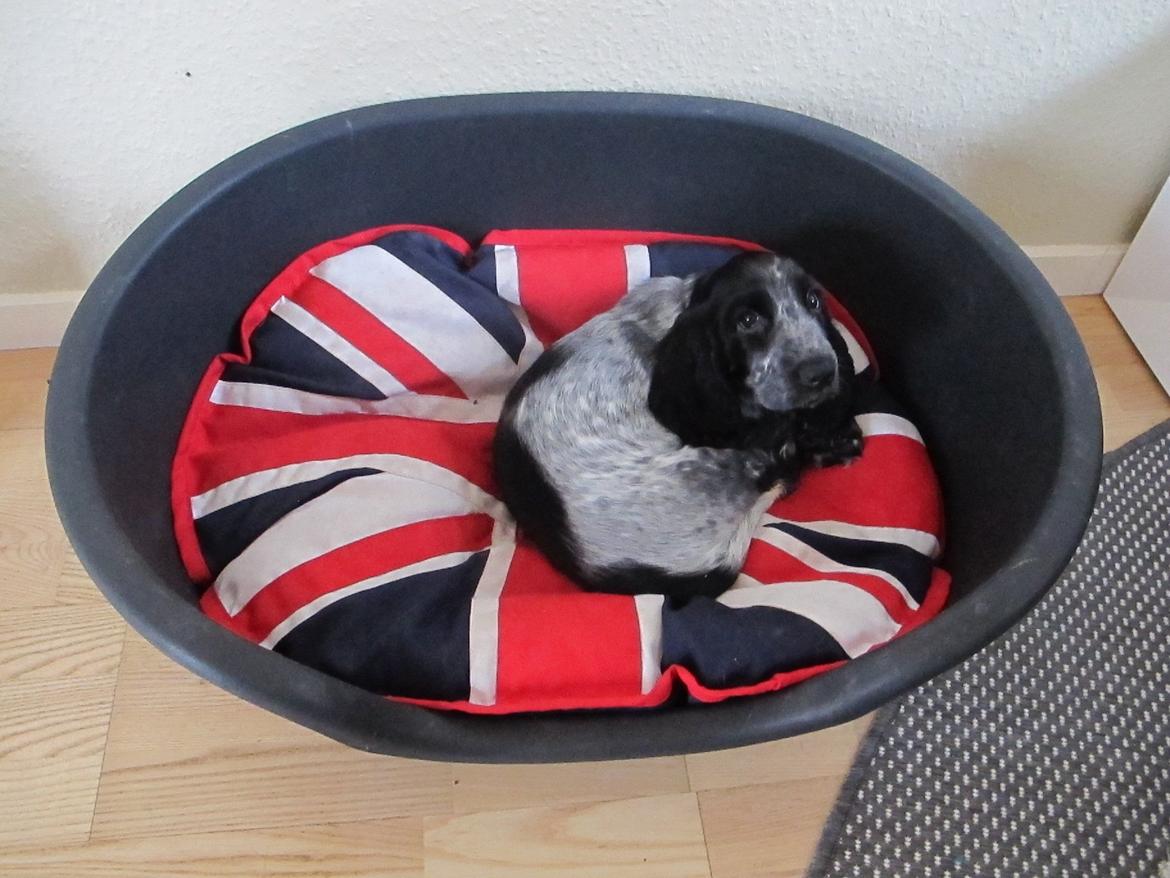 Cocker spaniel Figo billede 7