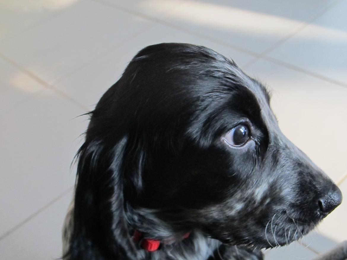 Cocker spaniel Figo billede 8