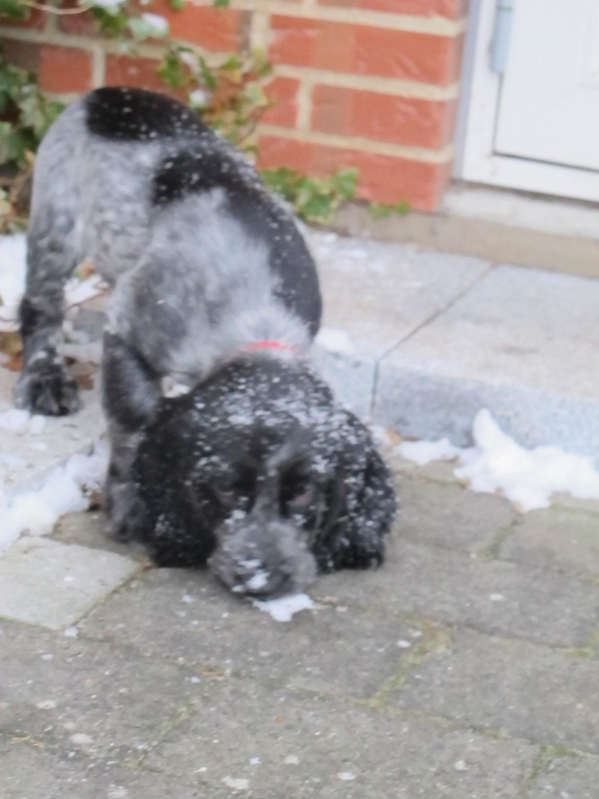 Cocker spaniel Figo billede 9