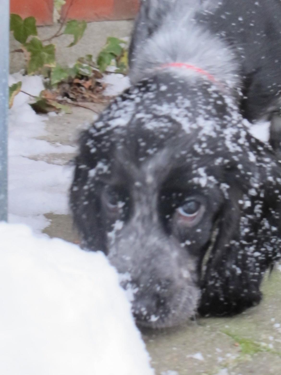 Cocker spaniel Figo billede 10