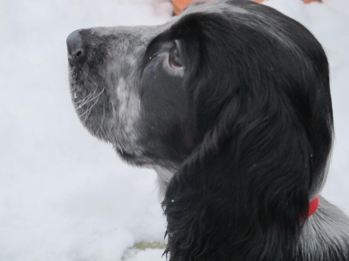 Cocker spaniel Figo billede 11