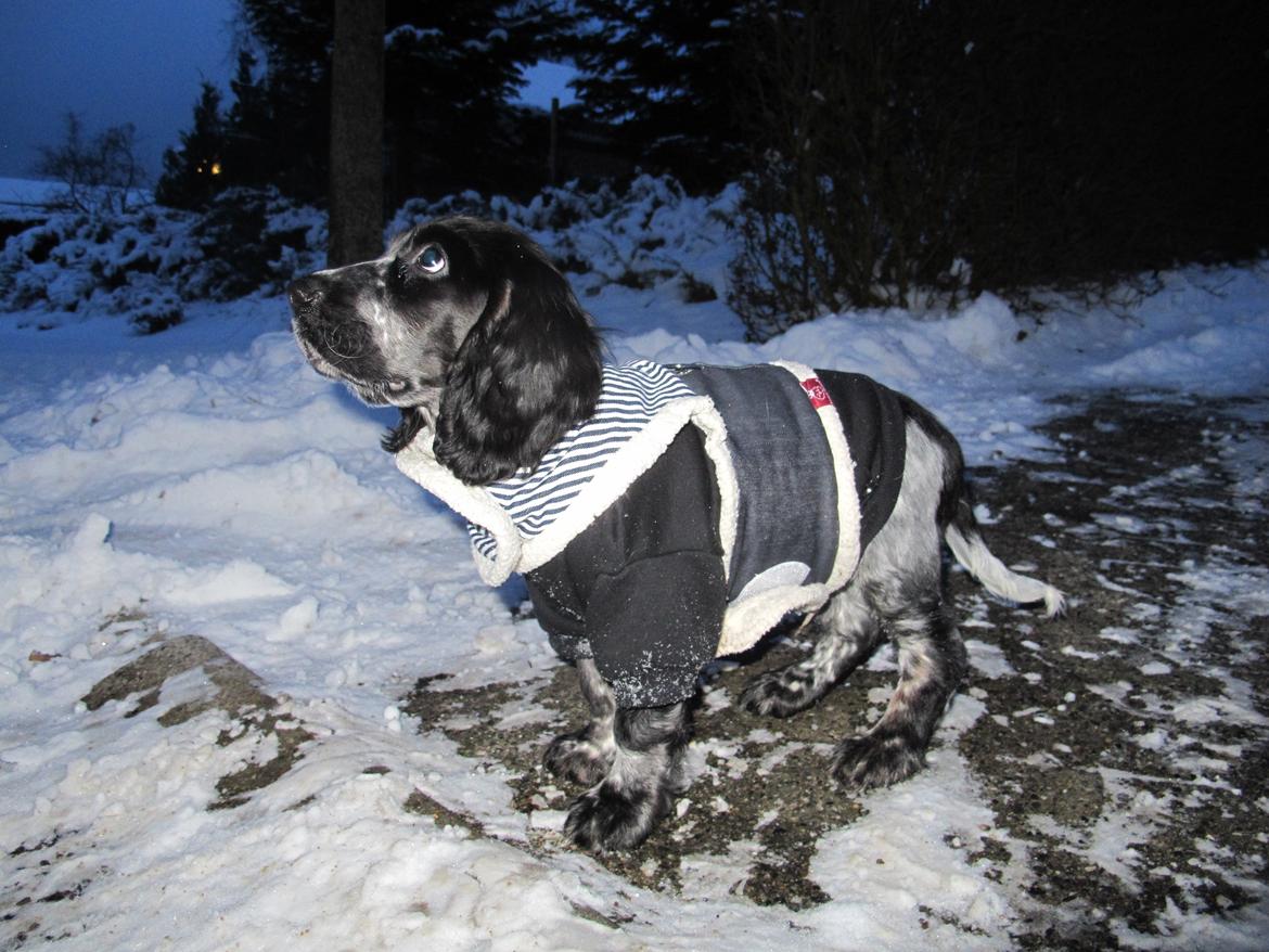 Cocker spaniel Figo billede 12