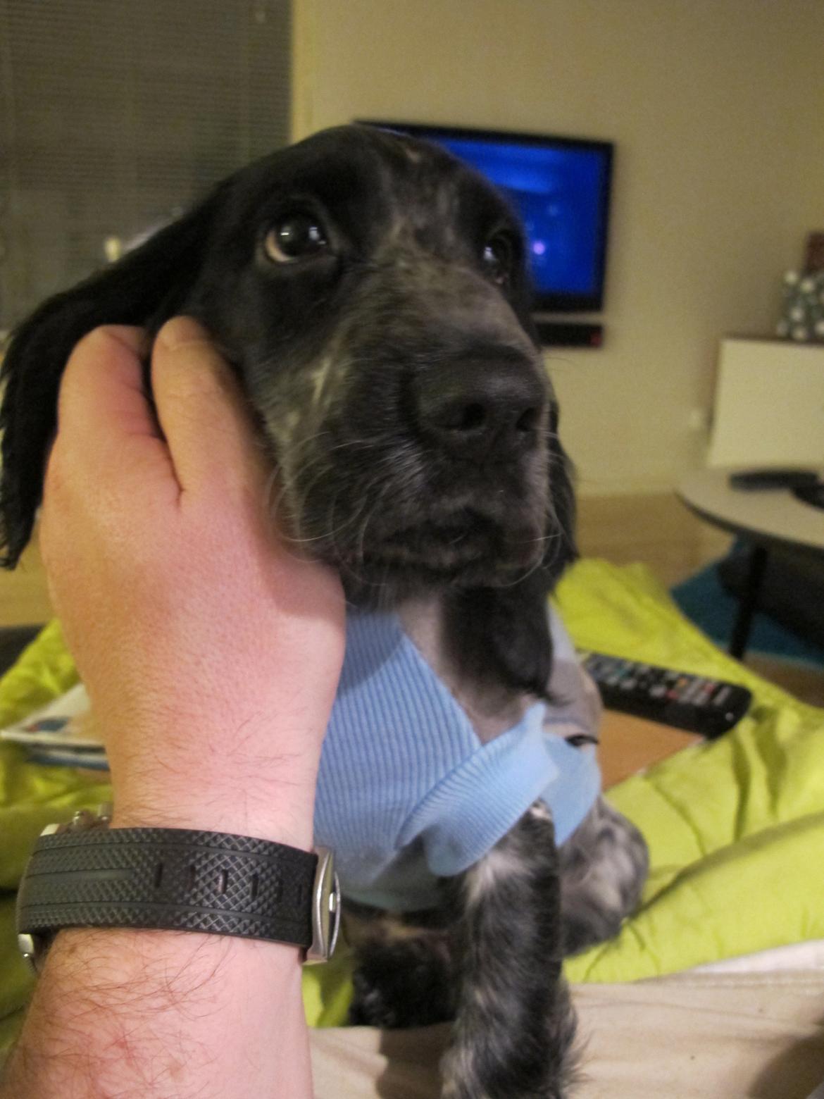 Cocker spaniel Figo billede 13