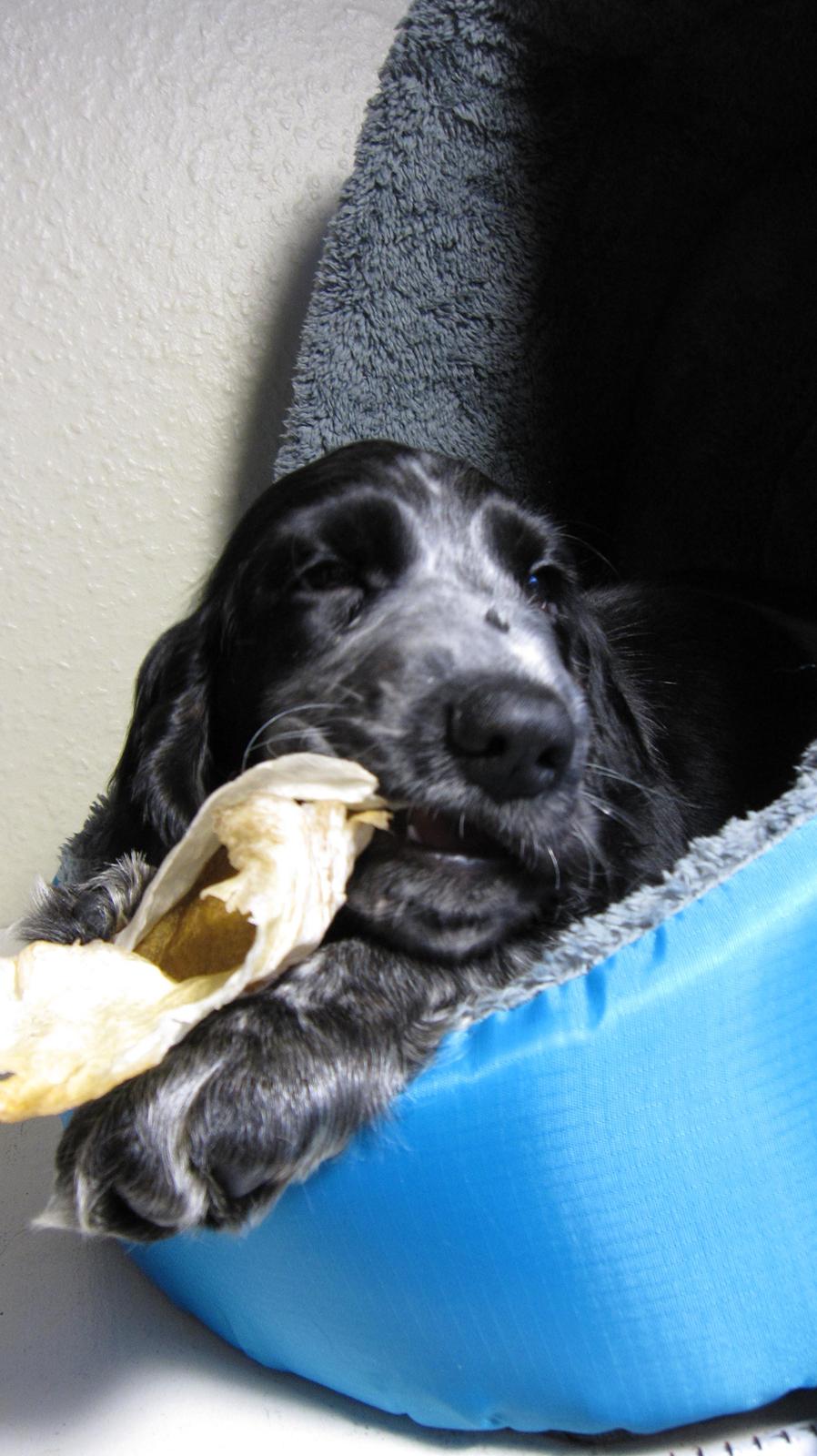 Cocker spaniel Figo billede 14