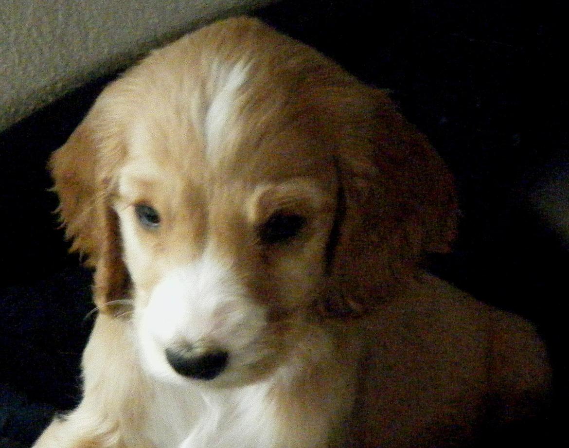 Cocker spaniel Simba R.I.P. - Simba 7 uger billede 7