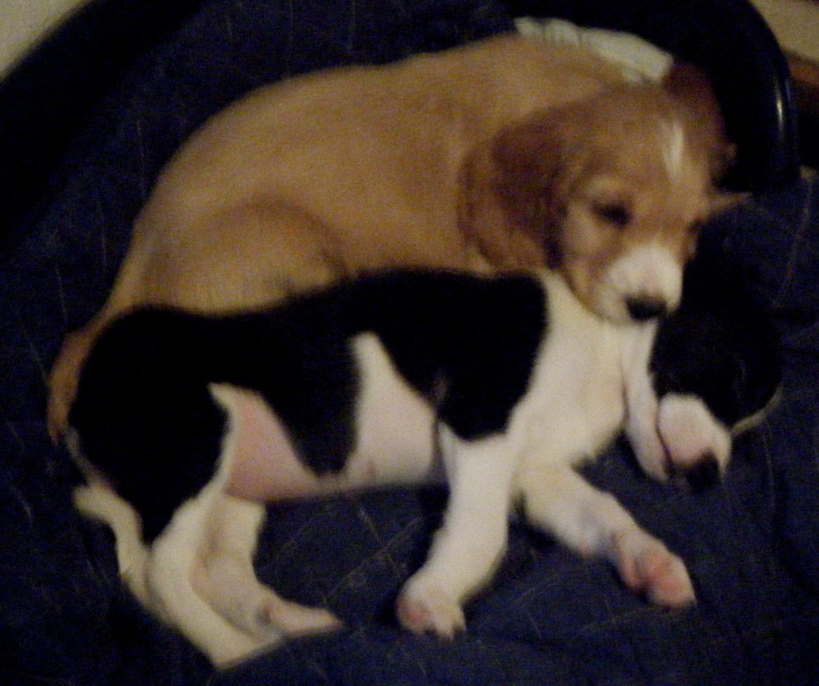 Cocker spaniel Simba R.I.P. - Simba og Molly billede 8