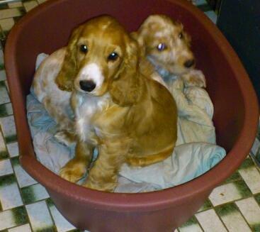 Cocker spaniel Simba R.I.P. - Simba i sin elskede kurv billede 3