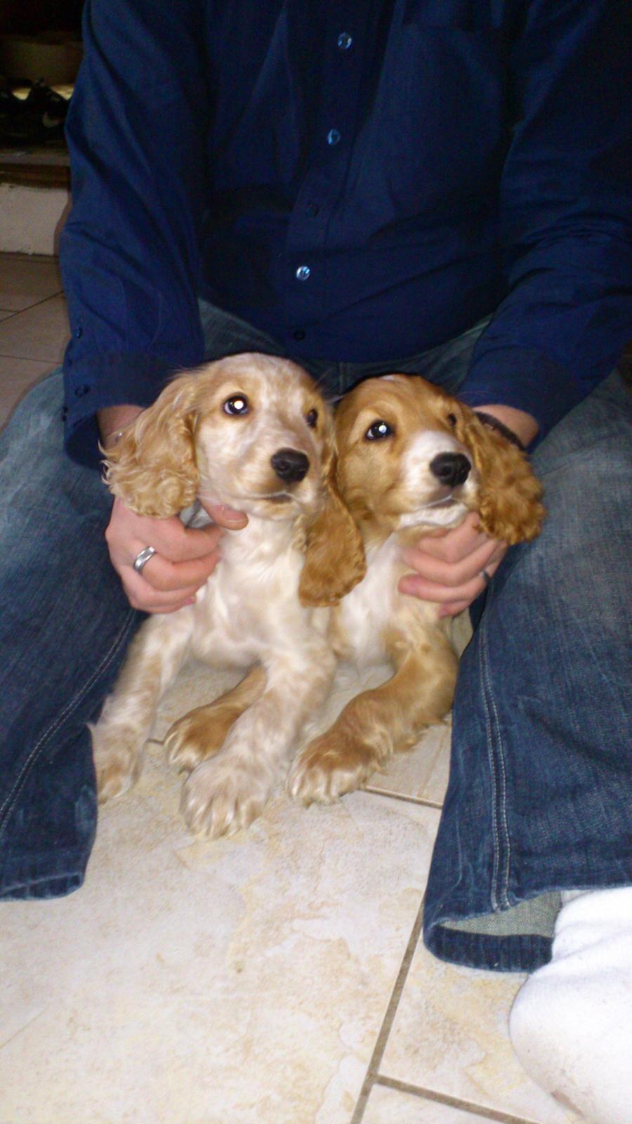 Cocker spaniel Simba R.I.P. - Simba og hans bror Elvis billede 5