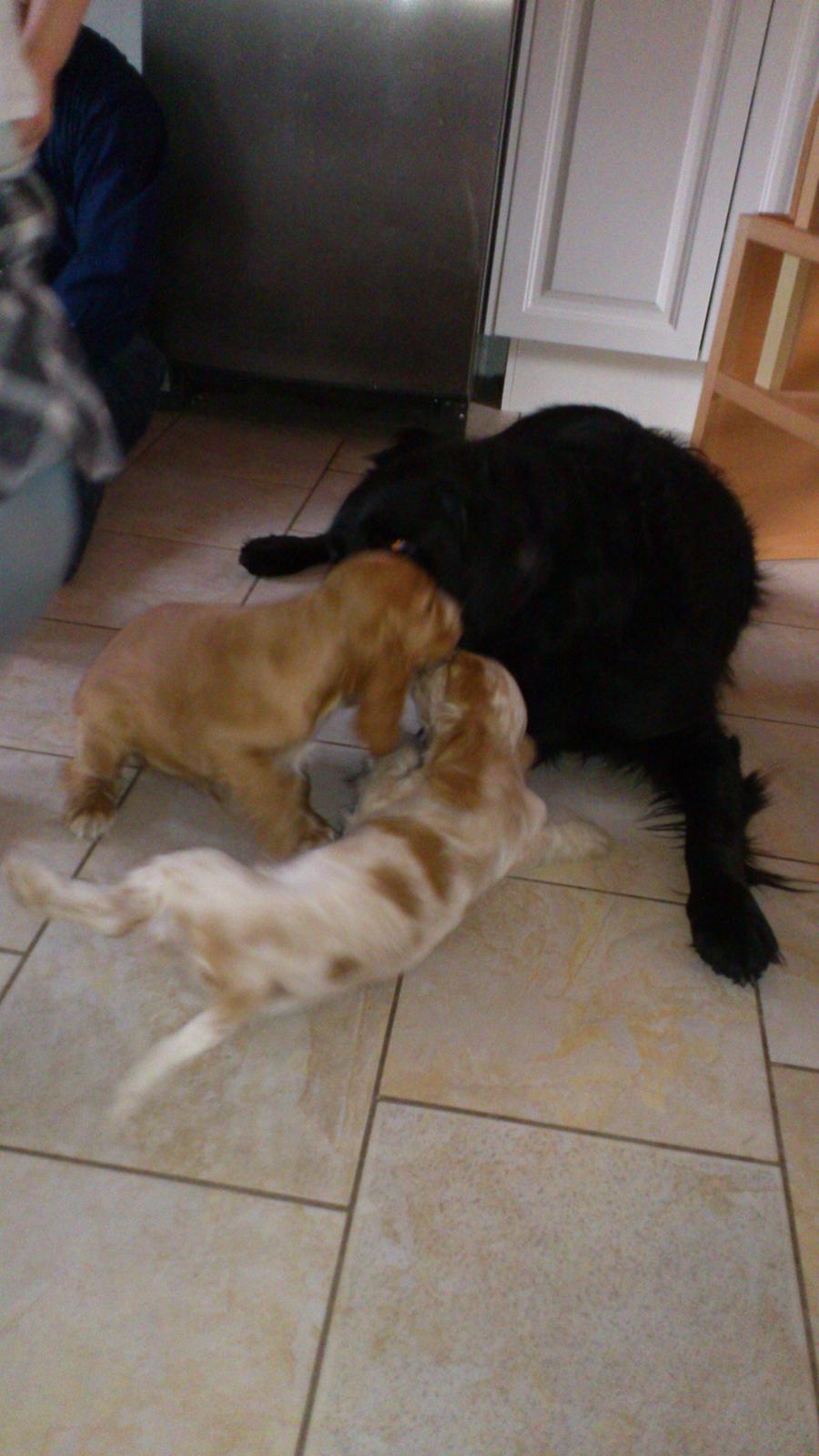 Cocker spaniel Simba R.I.P. - Pingo leger med hvalpene billede 6