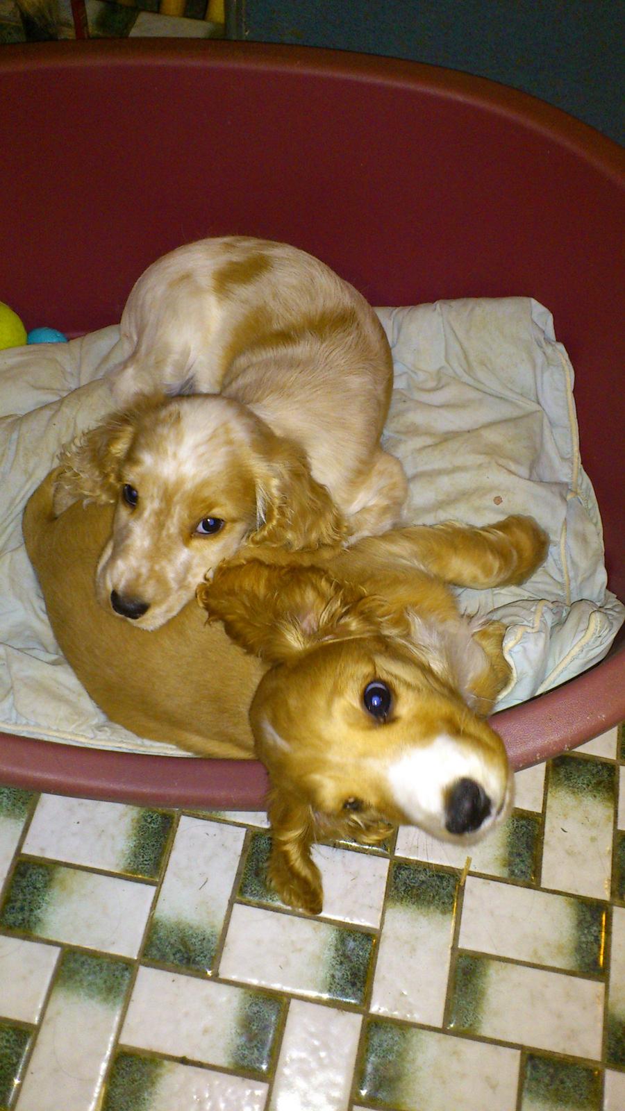 Cocker spaniel Simba R.I.P. - Simba og Elvis billede 4