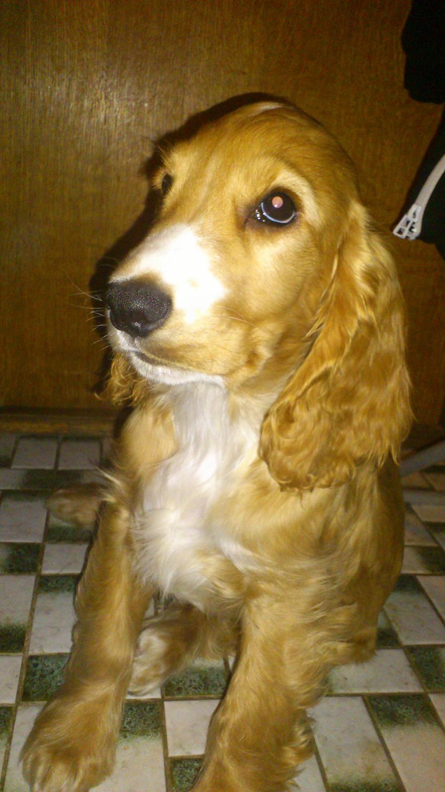 Cocker spaniel Simba R.I.P. - Velkommen til Simba´s profil billede 1