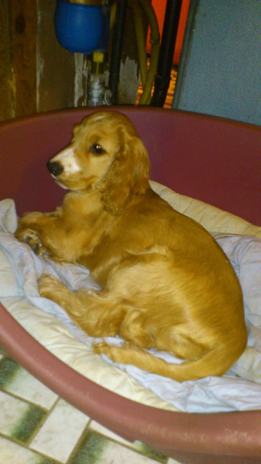 Cocker spaniel Simba R.I.P. - Simba hygger billede 2