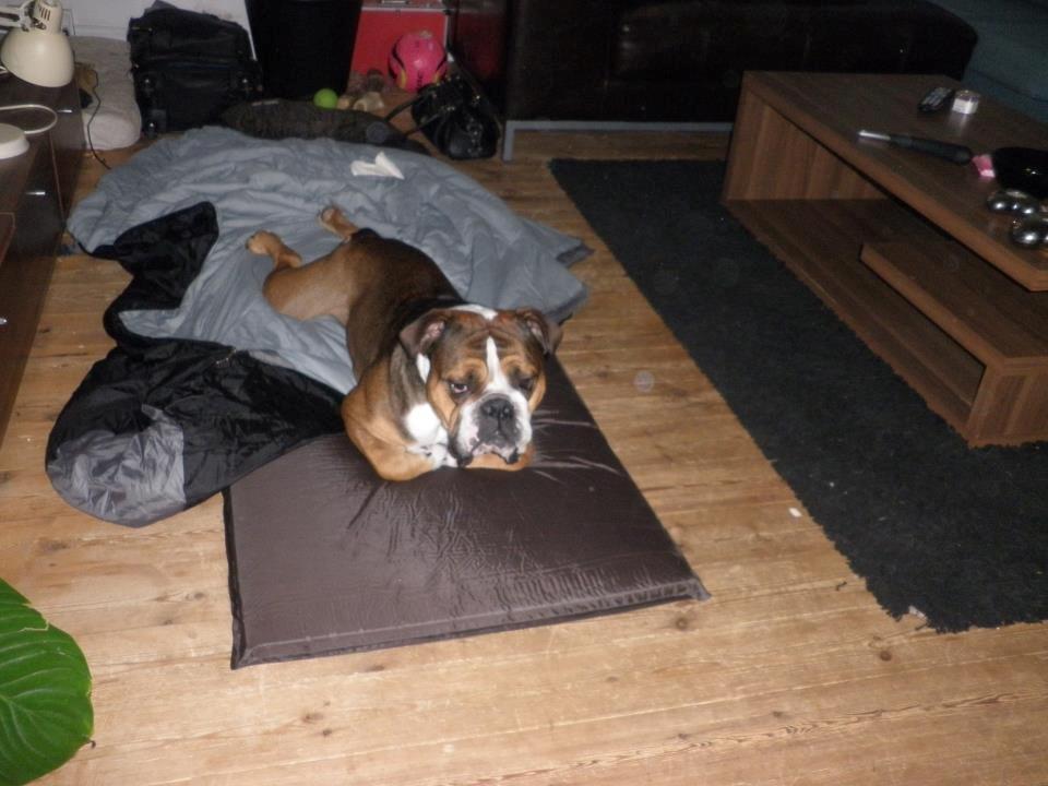 Olde english bulldogge Tantos - skulle du har sovet her? det tror jeg ikke billede 5