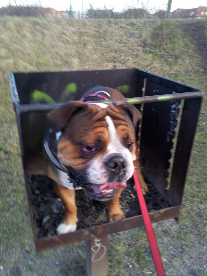Olde english bulldogge Tantos - så skulle man da lige prøve om man kunne være i grillen billede 3