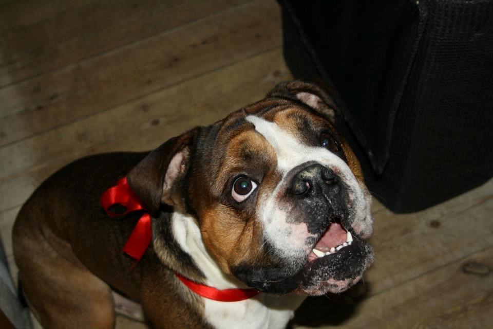 Olde english bulldogge Tantos - den glade jule hund  billede 1