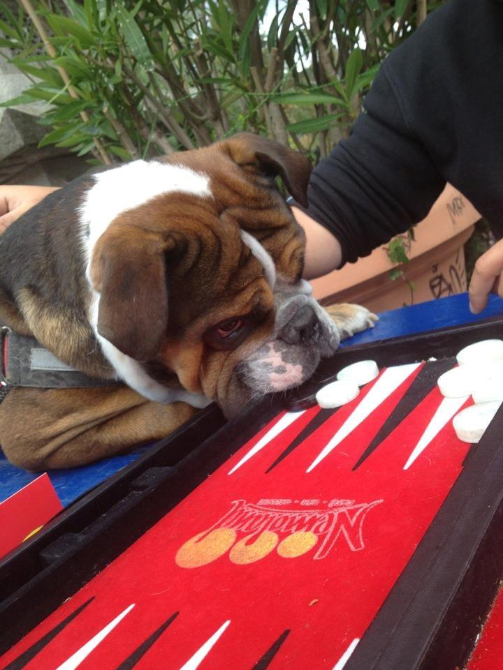 Olde english bulldogge Tantos - jeg vil spille med billede 4