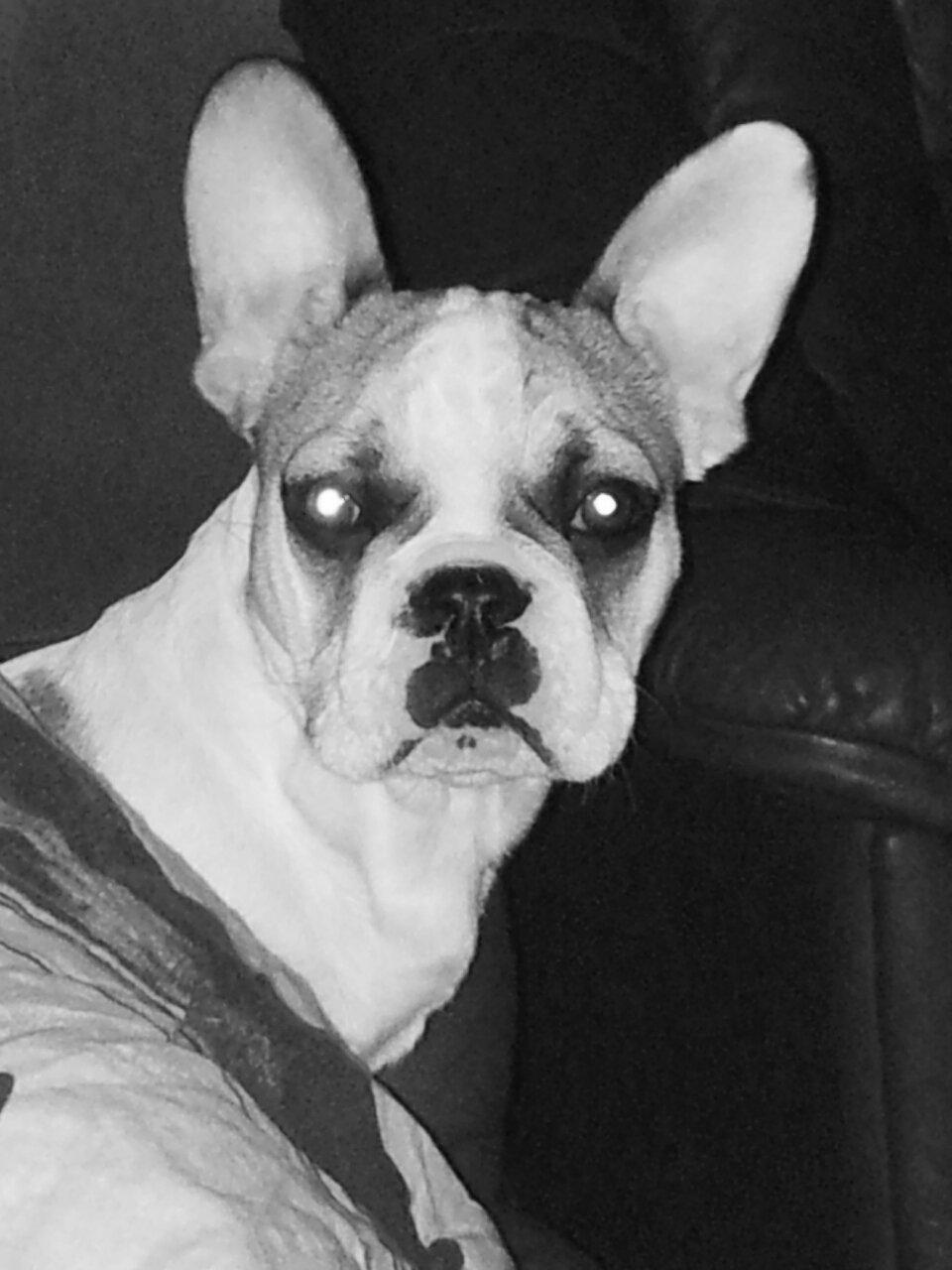 Fransk bulldog Rocco - Rocco 4 måneder billede 6