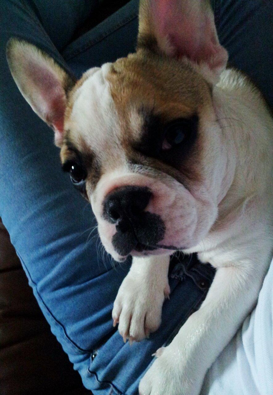 Fransk bulldog Rocco - Rocco 4 måneder billede 3