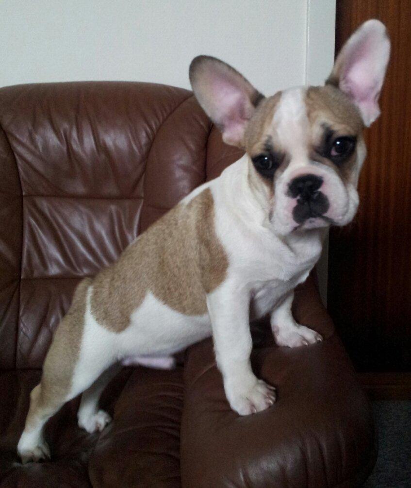 Fransk bulldog Rocco - Rocco 4 måneder billede 5