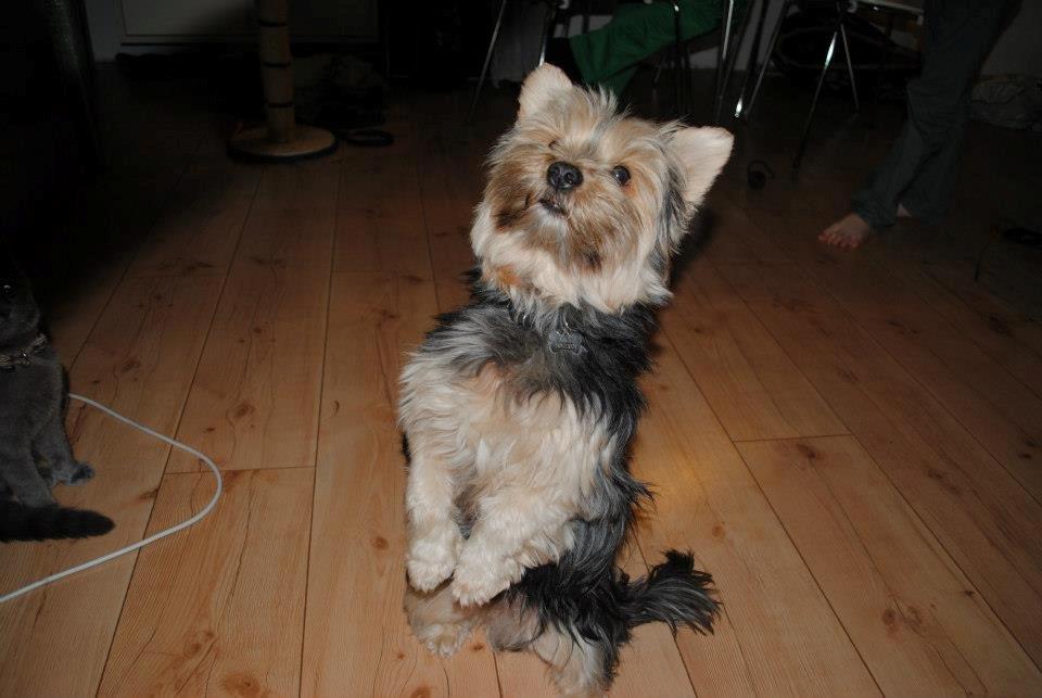 Yorkshire terrier Mikas billede 4