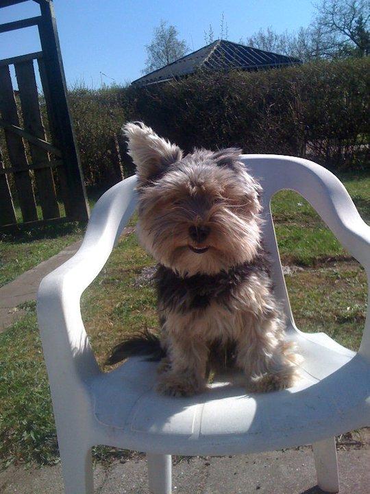 Yorkshire terrier Mikas billede 5