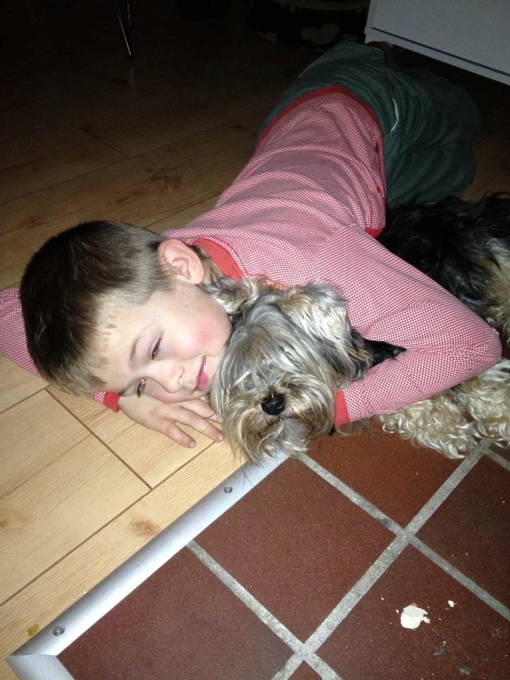 Yorkshire terrier Mikas billede 6