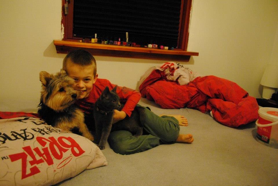 Yorkshire terrier Mikas billede 7