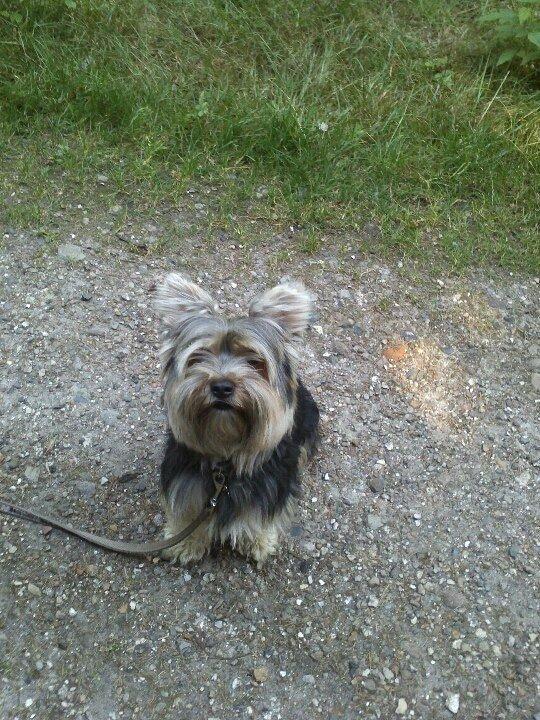 Yorkshire terrier Mikas billede 8