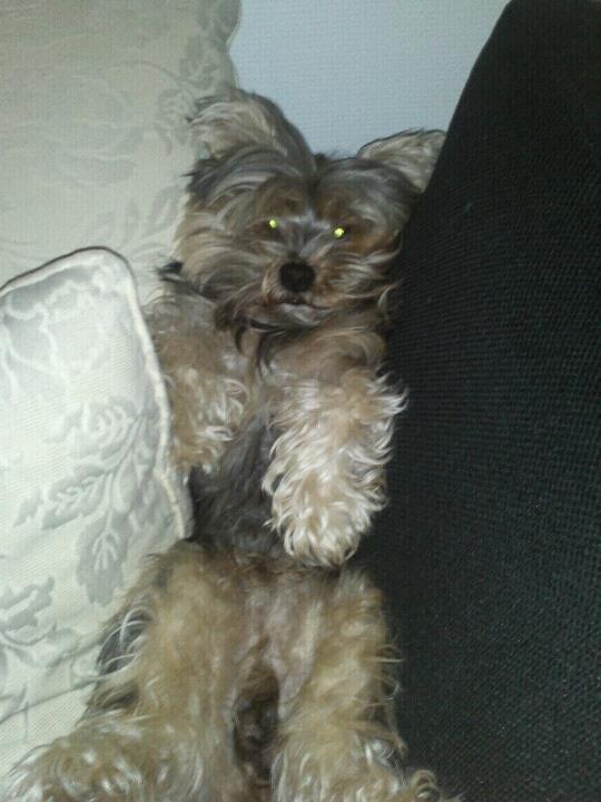 Yorkshire terrier Mikas billede 9